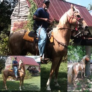 Meet your Posher, Tony